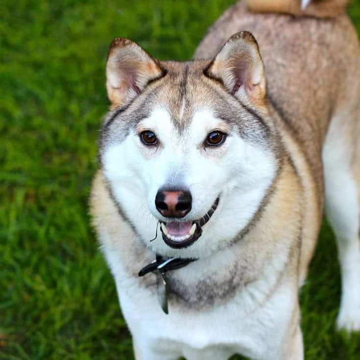 Husky Inu (HDOG) and Dormant-Phase Meme Tokens Show On-Chain Persistence During Market Rotation